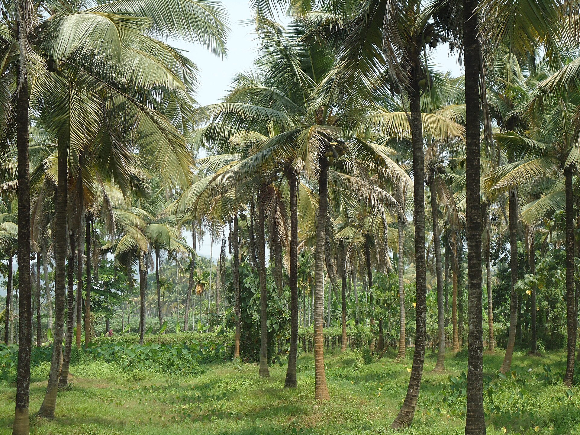 JDR Farm Coconut Tree